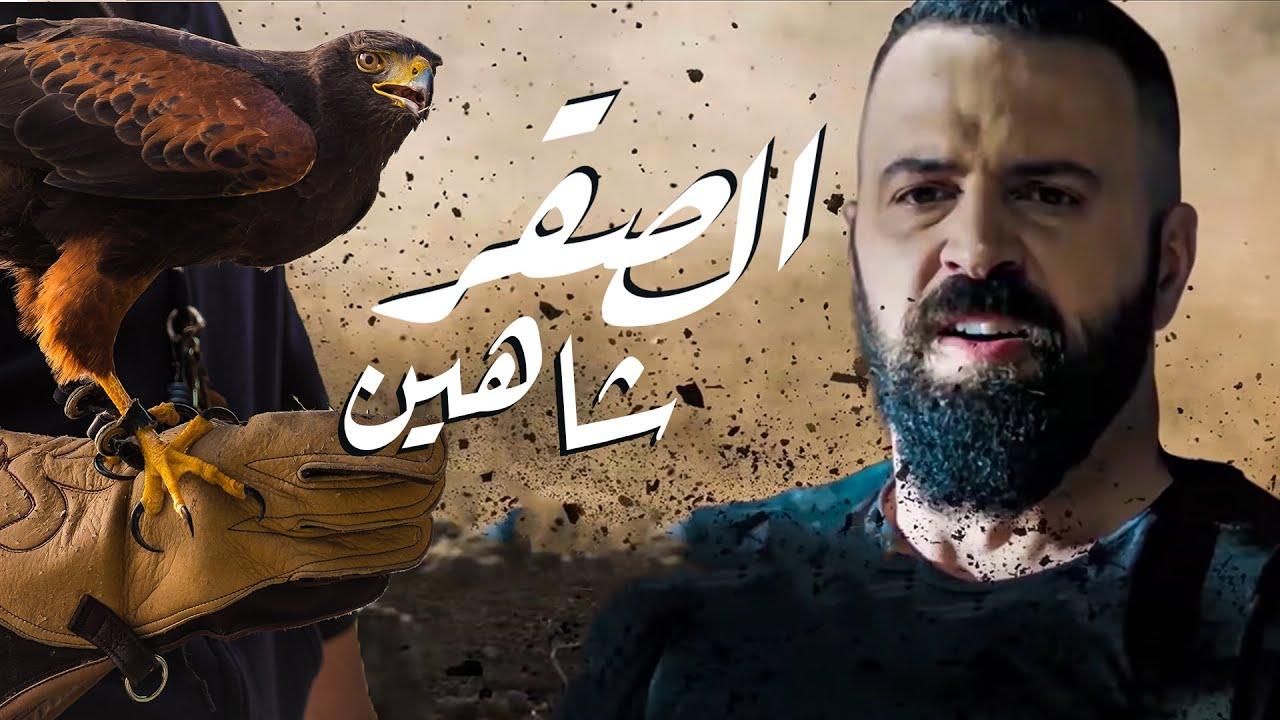 الصقر شاهين